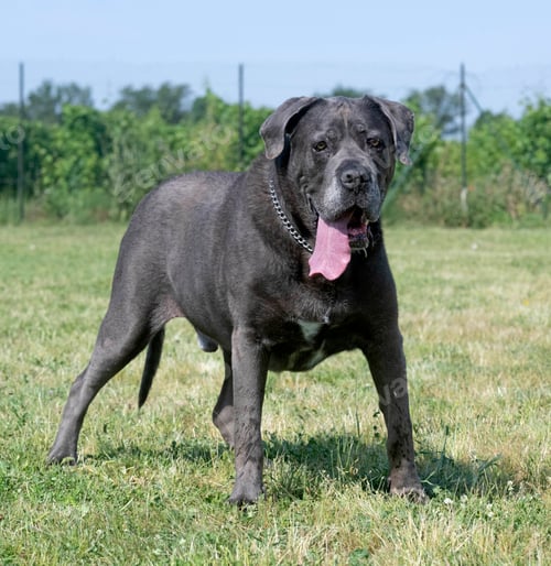 Preview: Obedience Training With a Cane Corso