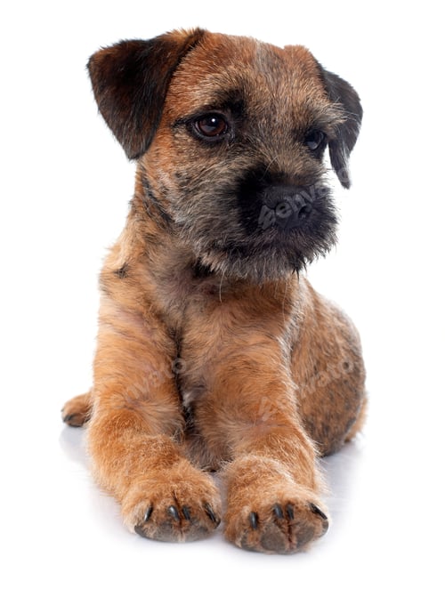 Preview: Purebred Border Terrier