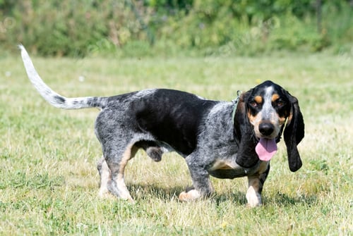 Preview: Basset bleu de Gascogne