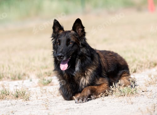 Preview: Training of Belgian Shepherd