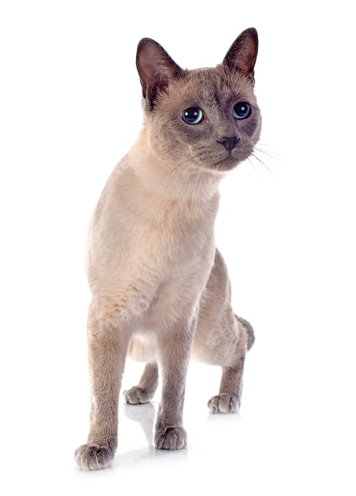 Beautiful Lilac Point Cat Standing Against a White Background