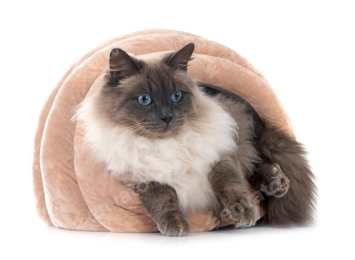 Preview: Siberian Cat in Studio