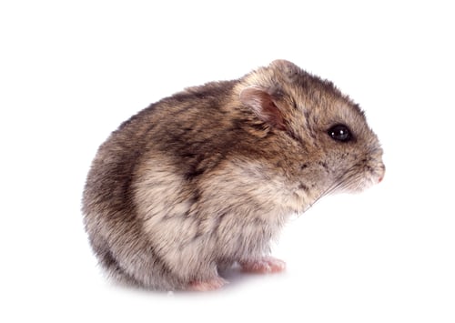 Preview: Russian Hamster