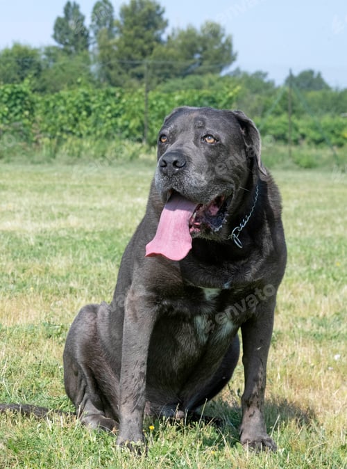 Large Grey Dog Sitting in a Grassy Field Panting