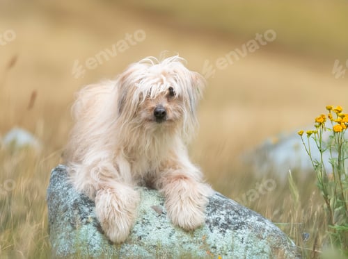 Preview: Pyrenean Sheepdog in nature