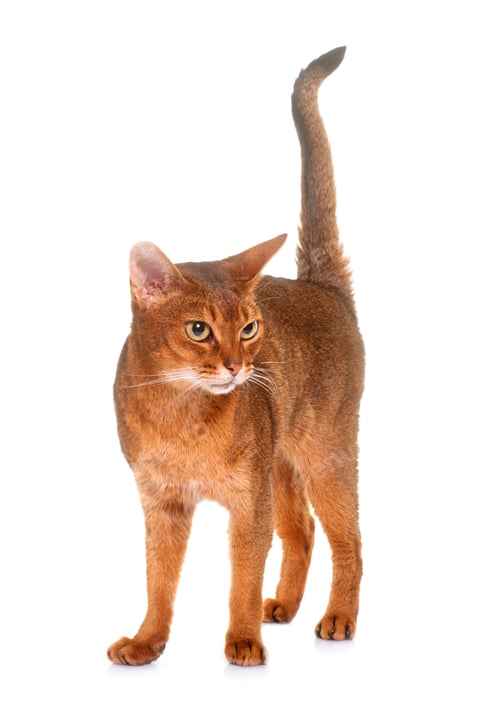 Preview: Abyssinian cat in studio