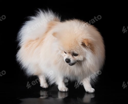 Preview: Young Pomeranian in Studio