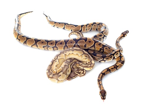 Preview: Python regius