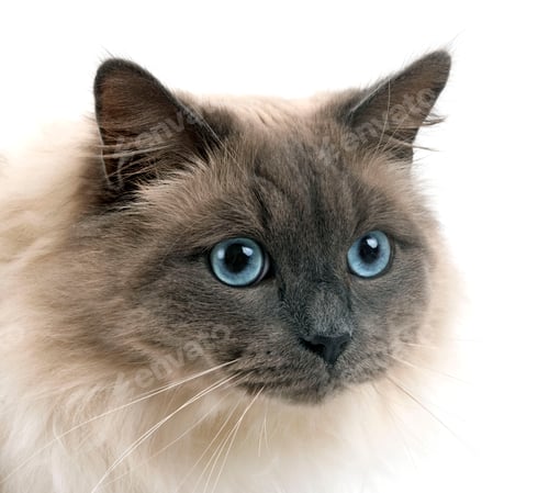Preview: Siberian Cat in Studio