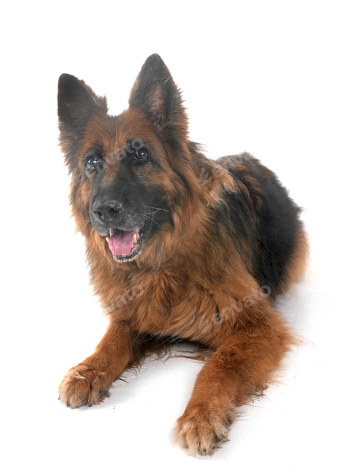 Preview: Old German Shepherd and Woman