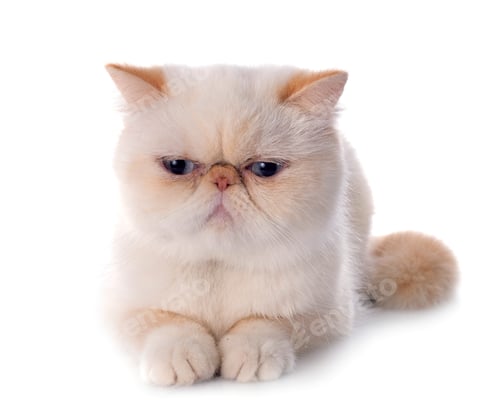 Preview: Exotic Shorthair Cat