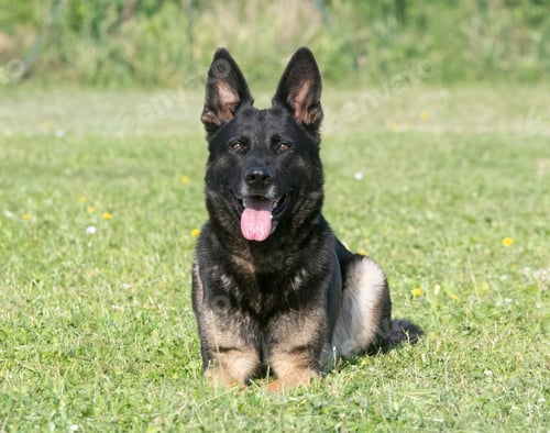 Preview: Training of German Shepherd