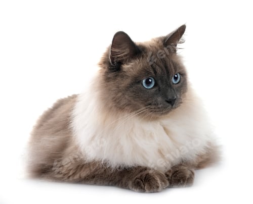 Preview: Siberian Cat in Studio