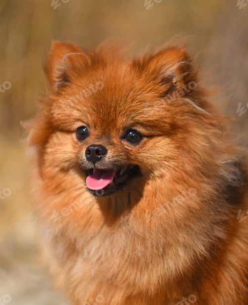 Preview: Puppy Pomeranian in Beach