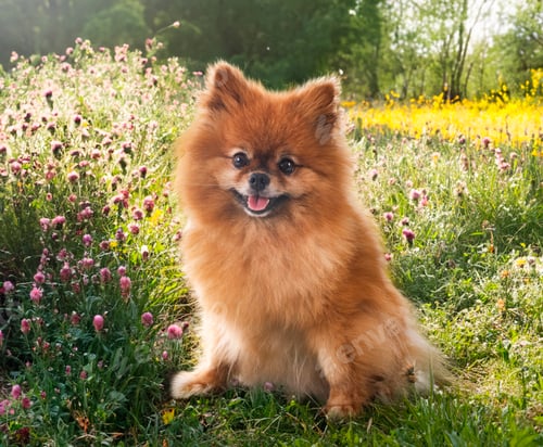 Preview: Young Pomeranian in Nature