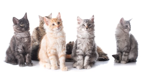 Preview: Maine Coon Kitten