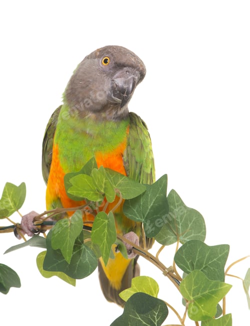 Preview: Senegal parrot in studio