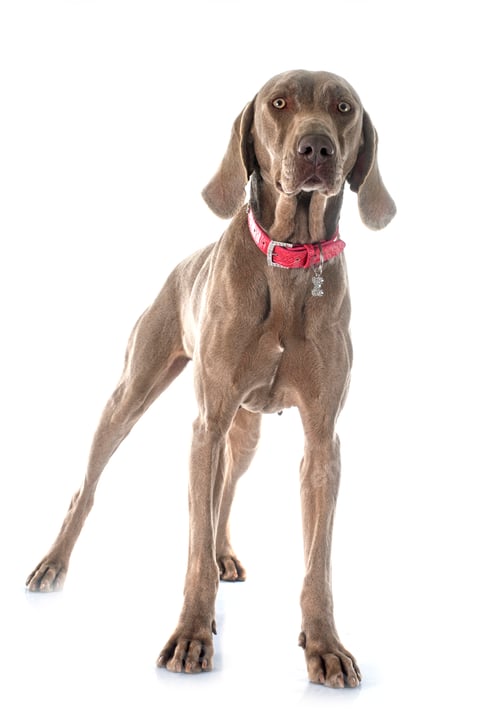 Preview: Weimaraner