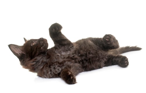 Preview: Maine Coon Kitten