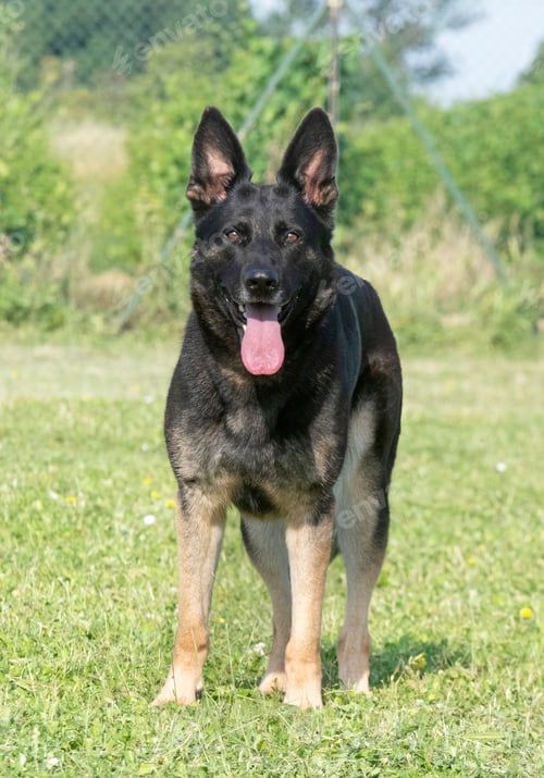 Preview: Training of German Shepherd