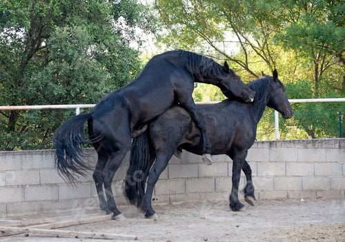 Preview: Mating Horse in Nature