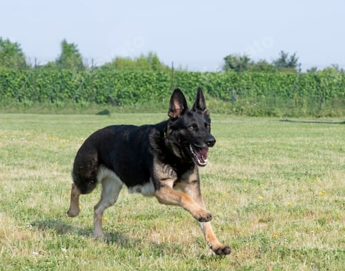 Preview: Training of German Shepherd