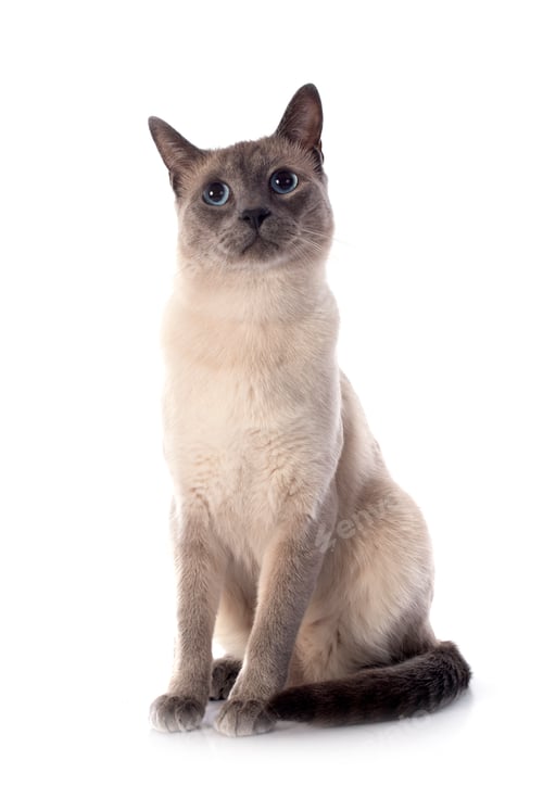 Preview: Siamese Cat