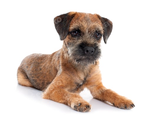 Preview: Purebred Border Terrier