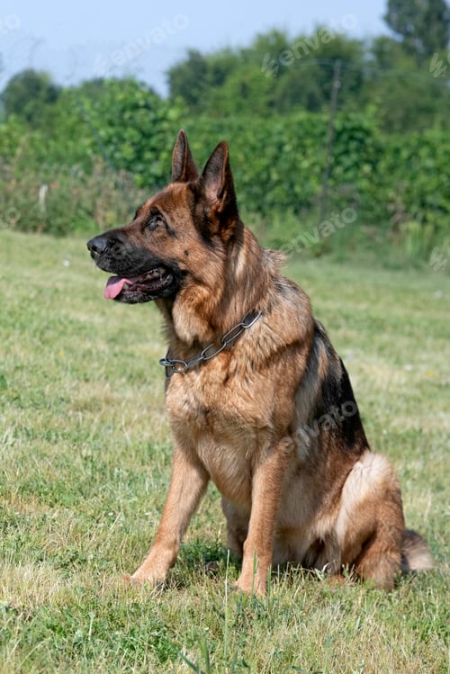 Preview: Training of German Shepherd