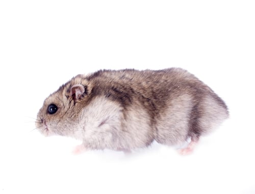 Small Grey and Brown Hamster Walking Across a White Background