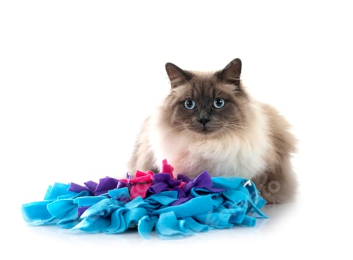 Preview: Siberian Cat in Studio