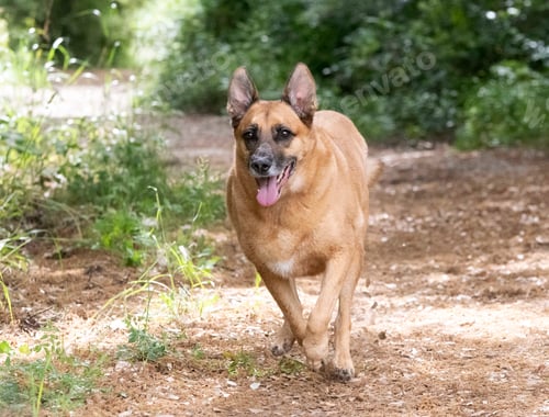 Preview: Belgian Shepherd in Nature