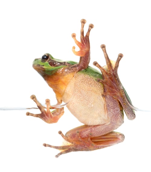 Preview: European tree frog