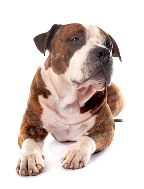 Preview: American Stafforshire Terrier