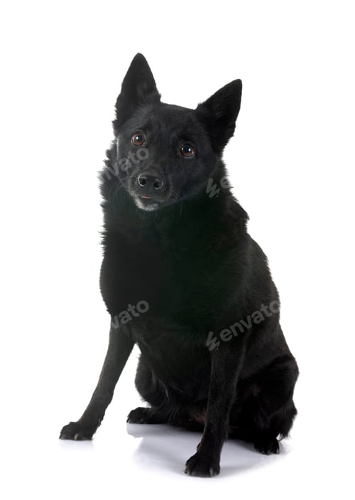 Preview: young Schipperke in studio