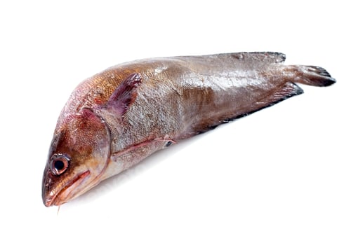 Preview: Forkbeard fish in studio