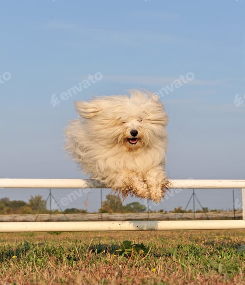 Preview: Training of Maltese Dog