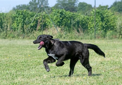 Preview: Training of German Shepherd