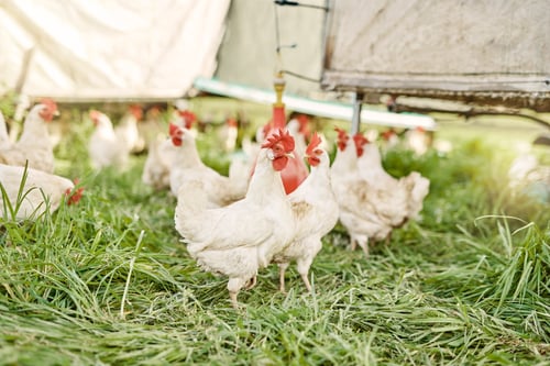 Preview: Chicken farm, empty and sustainability for agriculture, field and growth for environment