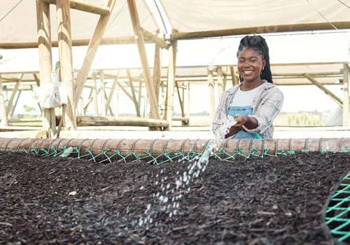 Preview: Watering, farming and black woman in greenhouse for maintenance, growth and soil