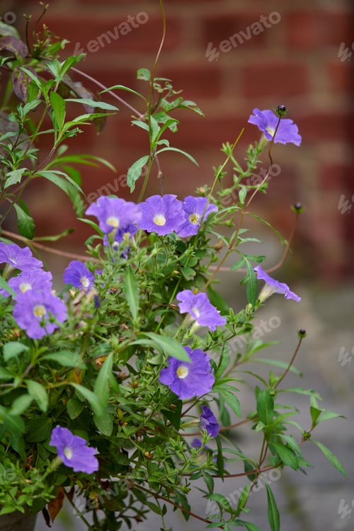 Preview: Nature, spring and growth of flowers in garden for bloom season, pollinator support and ecology