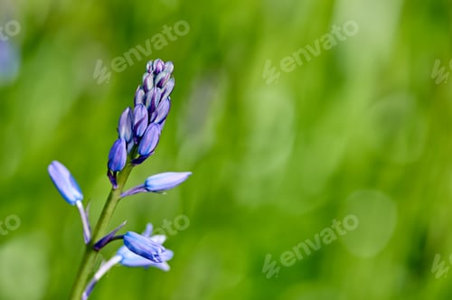 Preview: Growth, environment and field with flower in nature for sustainability, bokeh and garden