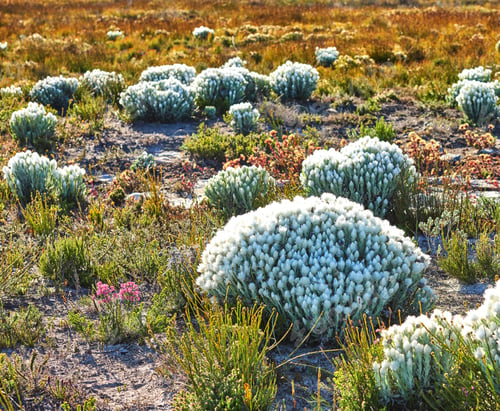 Preview: Botanical, spring or flowers in field with growth, habitat or floral structure in ecology