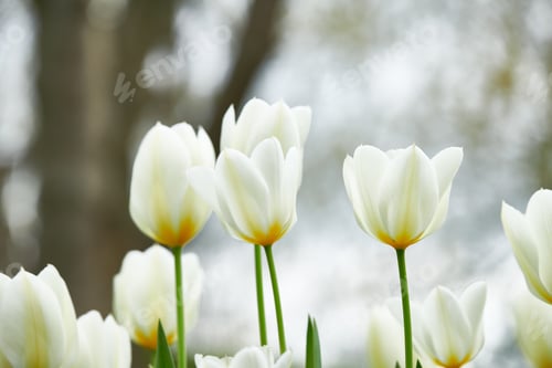 Preview: Floral, flowers and white tulips in nature for spring aesthetic, decoration and growth in garden