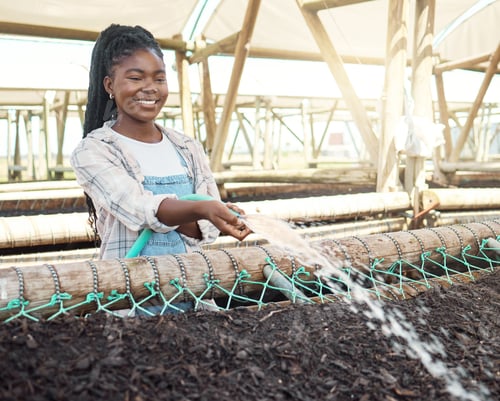 Preview: Woman, farmer and water on soil for growth, environmental care or happy for fertilizer hydration