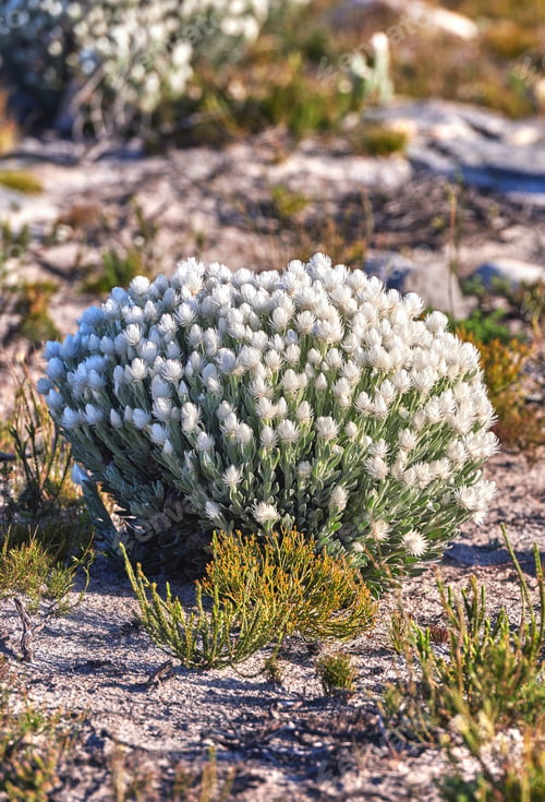 Preview: Flowers, white or outdoor bushes with natural growth in nature for bloom, season change or blossom