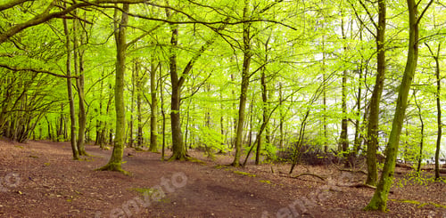 Preview: Woods, field and environment with trees in forest for spring season, nature conservation and botany
