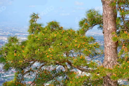 Preview: Outdoor, pine and tree with forest for foliage, sustainable environment and woodland