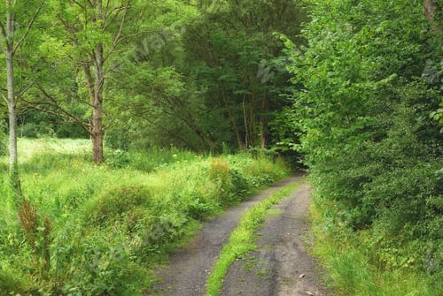 Preview: Countryside, empty or trees in nature with trail, deserted area or pathway with woodland scenery