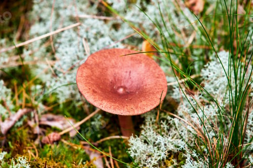 Preview: Plants, flowers and blossom with mushroom outdoor for growth, decomposition and moist soil
